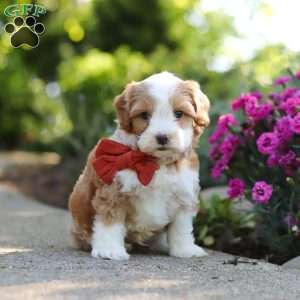 Baxter, Cavapoo Puppy